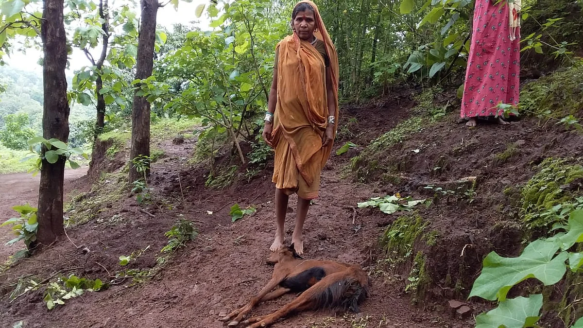 अतिसारची लागण झाल्याने तीन शेळ्यांचा मृत्यू