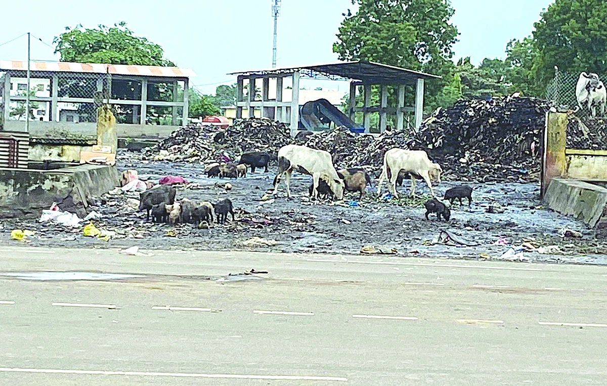 तळोदा पालिकेच्या कचरा डेपोजवळ घाणीचे साम्राज्य