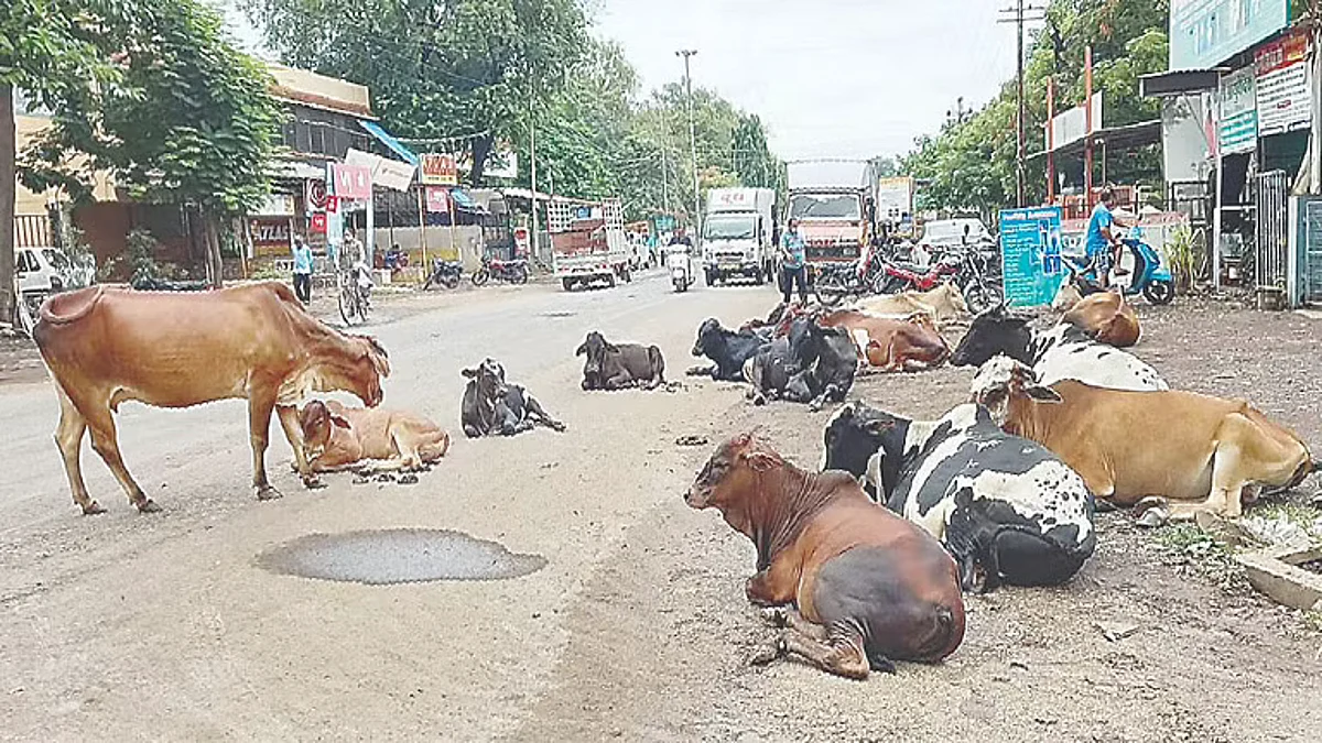 Delayed cattle ponds work a cause of concern