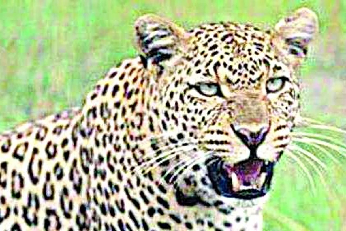 (प्रतिकात्मक छायाचित्र)