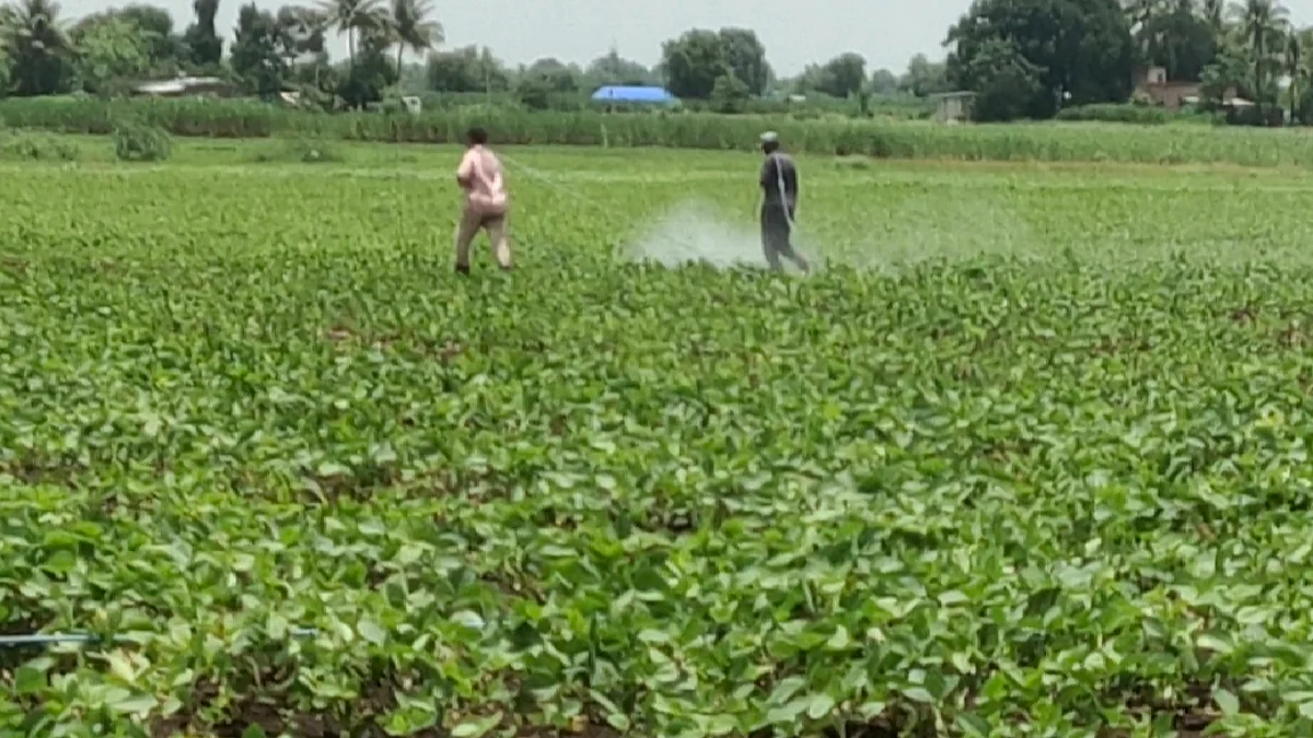 पावसाच्या उघडीपीने शेतीच्या कामांना वेग