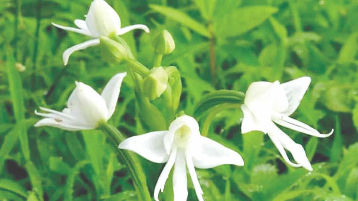 Wildflowers of Nashik’s Western Ghats