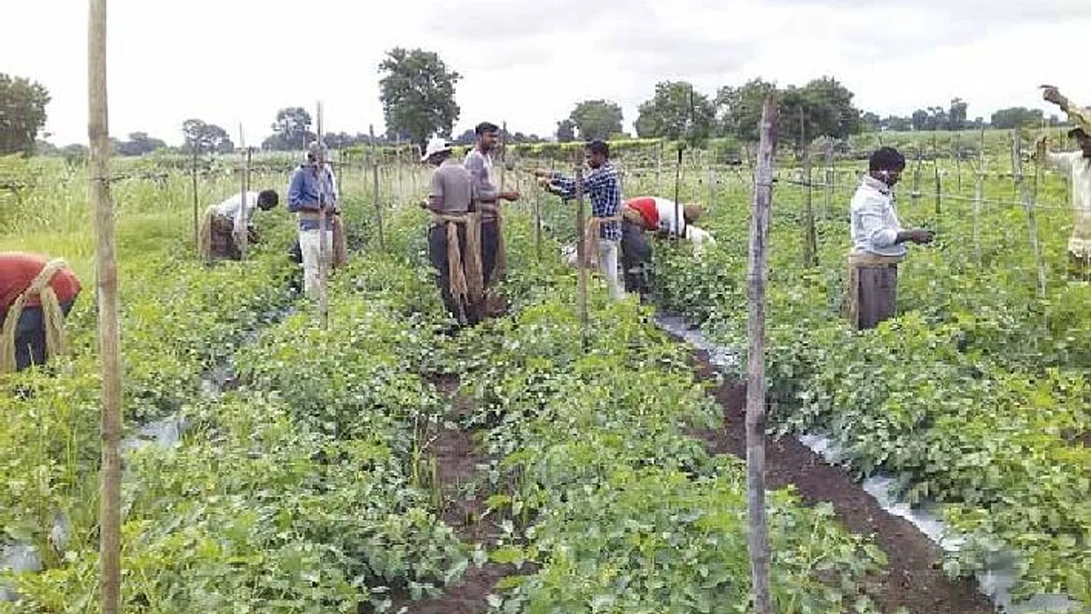 पडीक जमिनीवर फुलवली शेती
