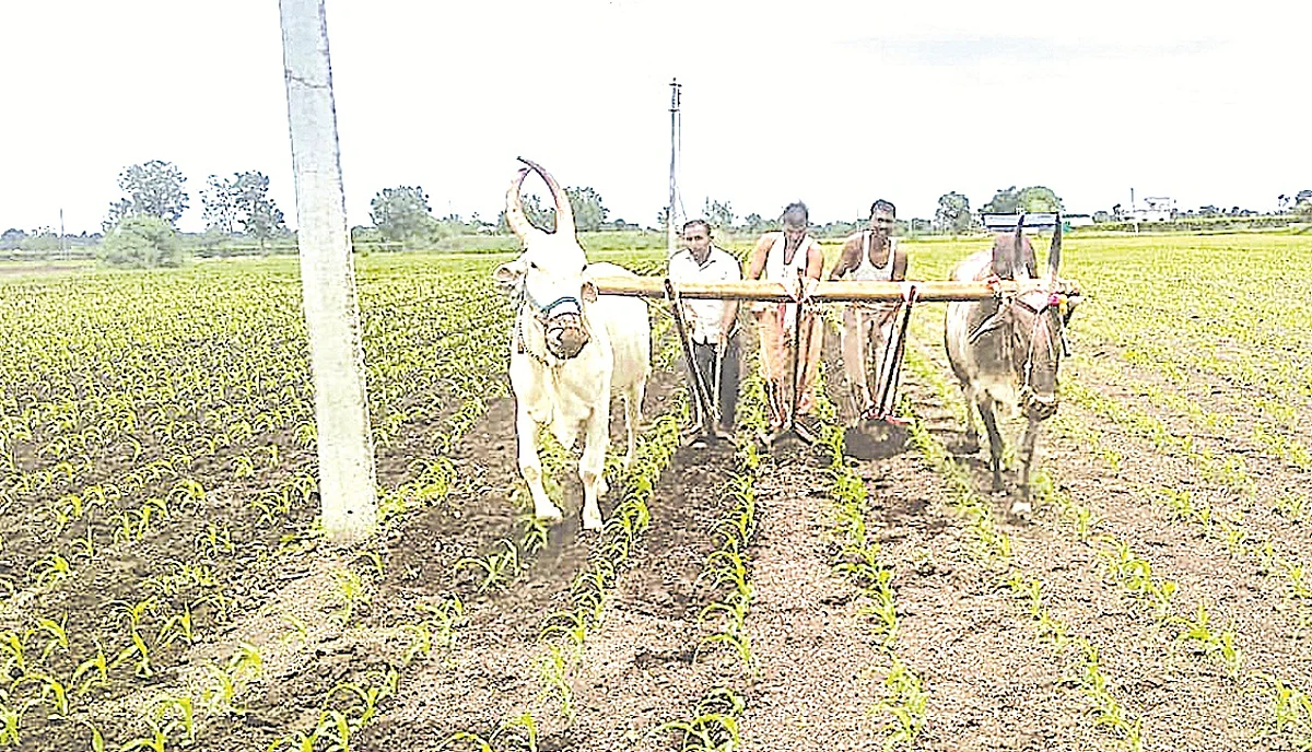 जिल्ह्यात 3 लाख 87 हजार हेक्टरवर पेरा