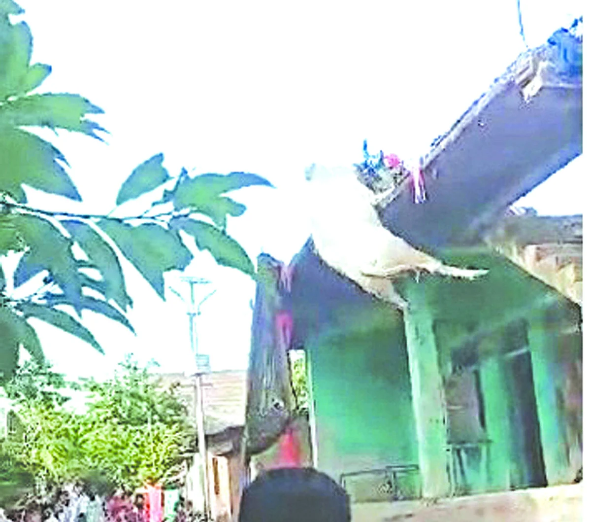 पोळ्याच्या दिवशी बिथरलेला बैल छतावरुन पडला