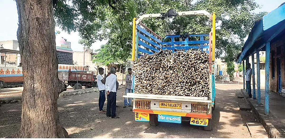 Illegal cutting of forest trees to produce Navratri sticks