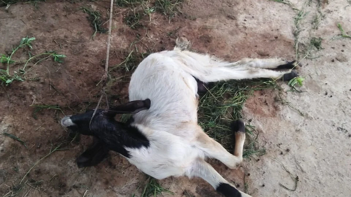 निमगावजाळी शिवारात बिबट्याच्या हल्ल्यात चार शेळ्या व एक बोकड ठार