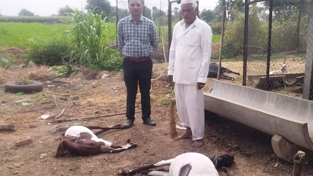 बिरेवाडीत विषबाधेने गाय, शेळ्यांचा मृत्यू