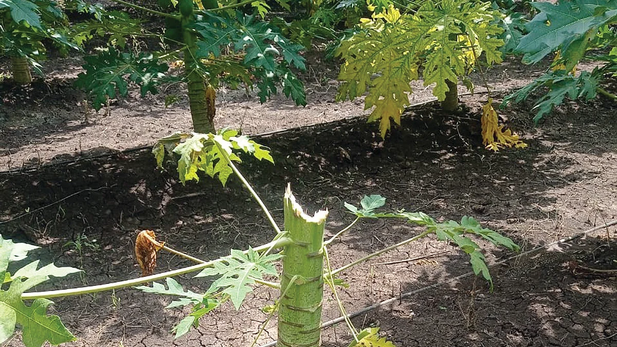 बोरद येथे अज्ञाताकडून पपईच्या वृक्षांची कत्तल