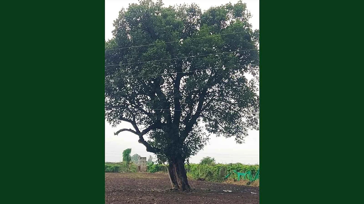कुसुमाग्रजांच्या कवितांची साक्ष देणारे झाड