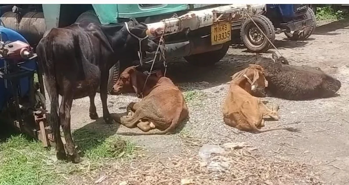 खड्ड्यात पिकअप फसला अन् अकरा जनावरांना मिळाले जिवदान