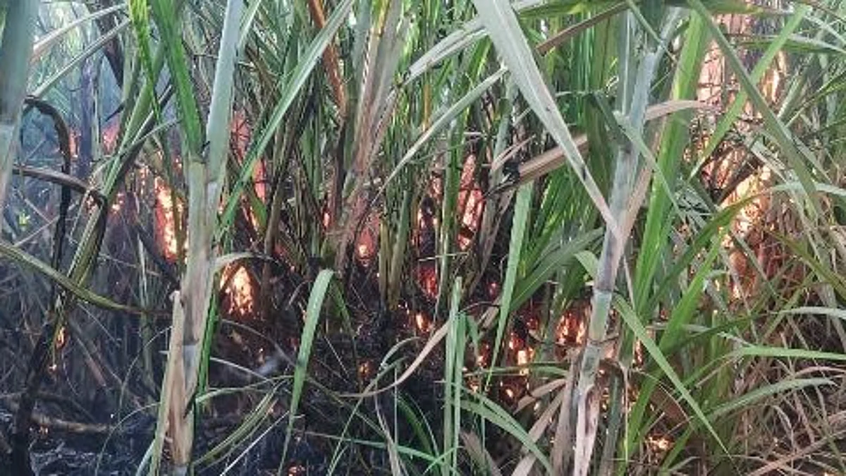 वीज तारांचे स्पार्किंग होऊन 4 एकर ऊस भस्मसात