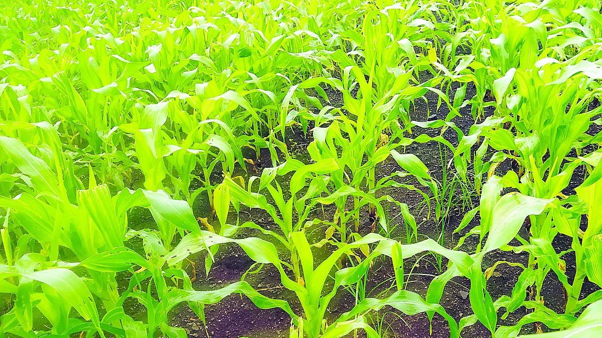उत्पादन खर्चात वाढ; मात्र उत्पन्नात होणार घट