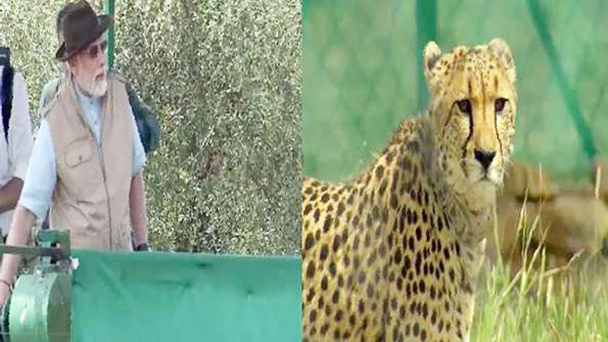Cheetahs Return