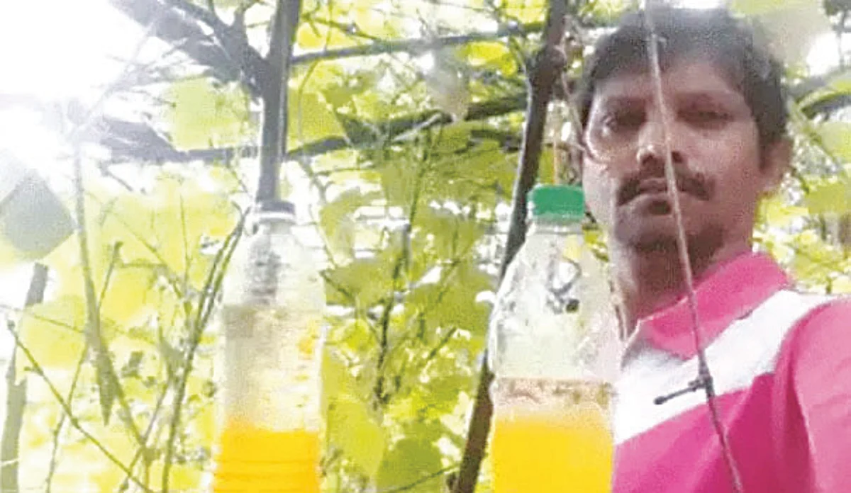फळमाशी रोखण्यास देशी जुगाड