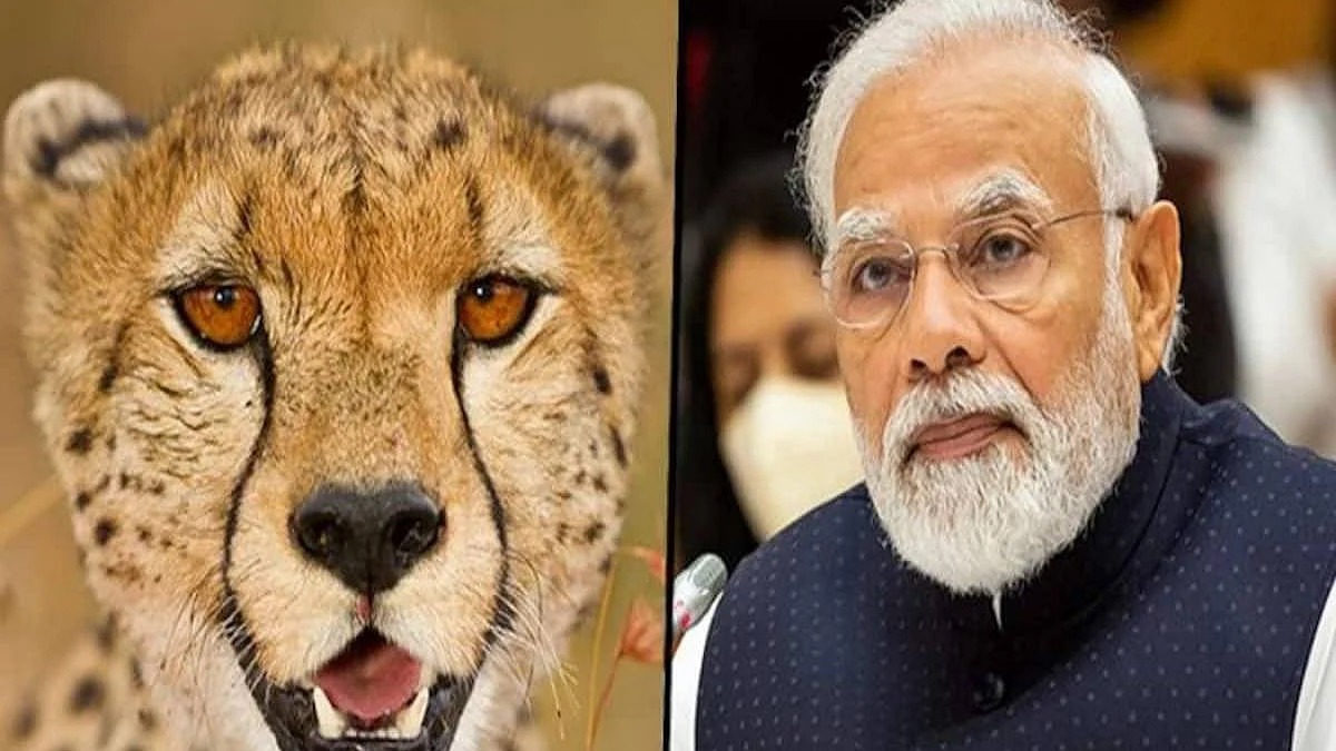तब्बल ७० वर्षांनी भारतात आले चित्ते, पंतप्रधानांनी ८ चित्त्यांना कुनो अभयारण्यात सोडलं