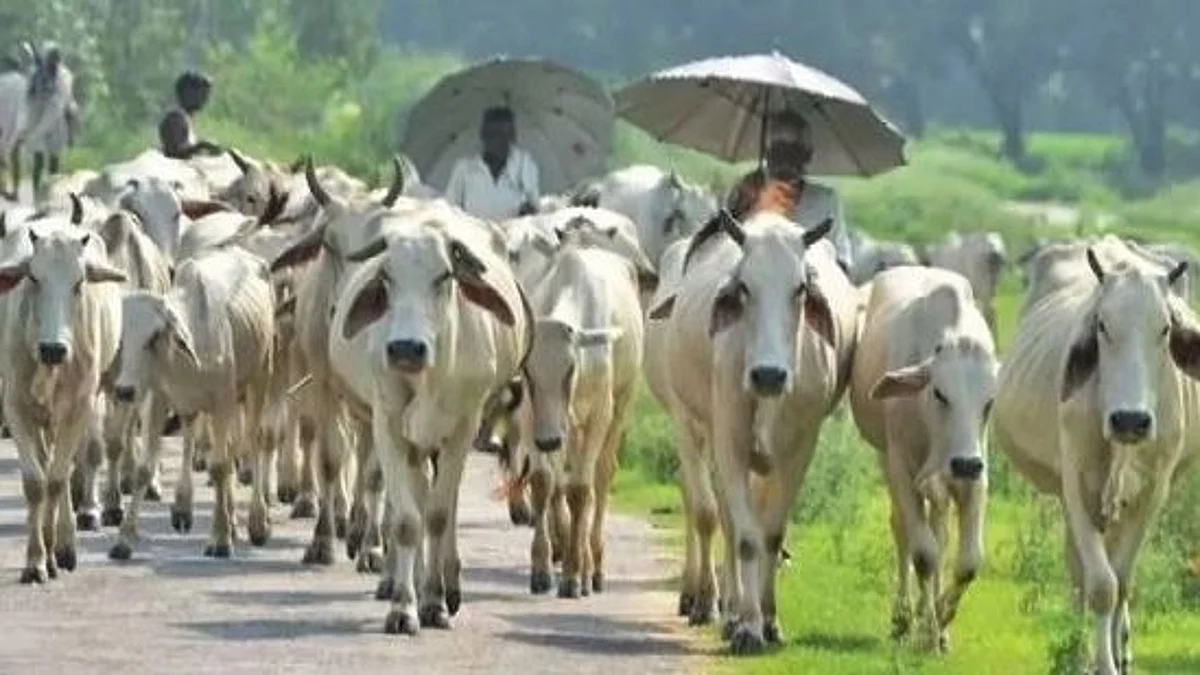 'लम्पी'ला रोखण्यासाठी केंद्र सरकारकडून सूचना