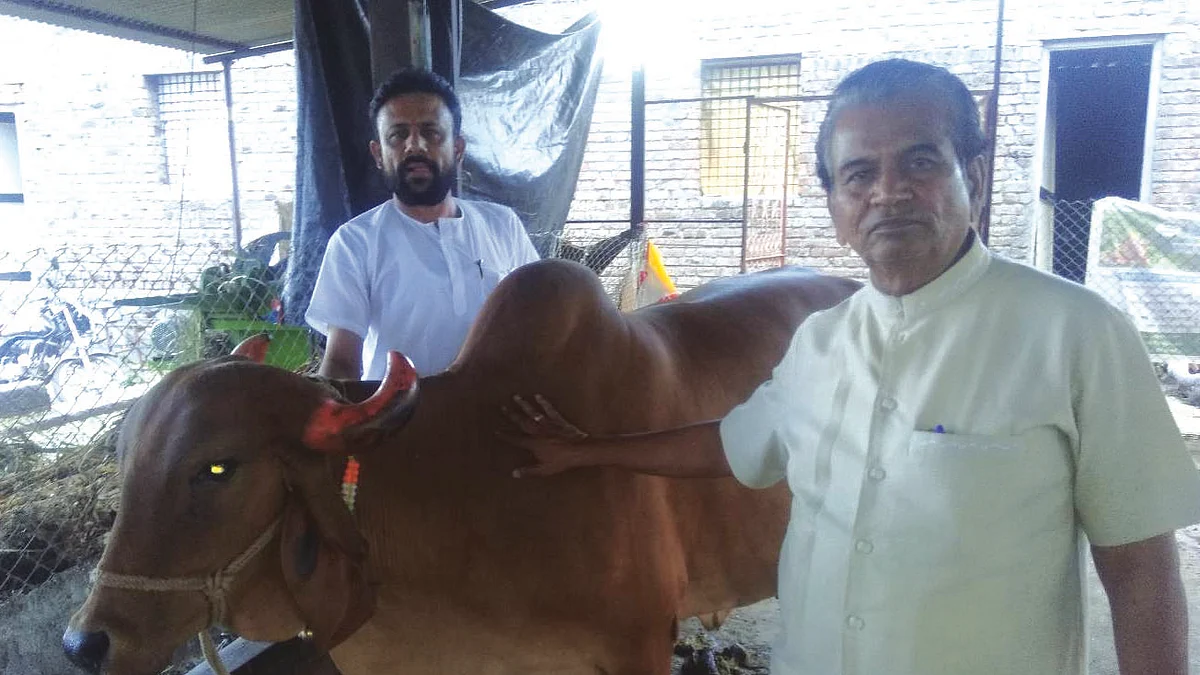 नेवासा तालुक्यात ‘लम्पी’चा शिरकाव
