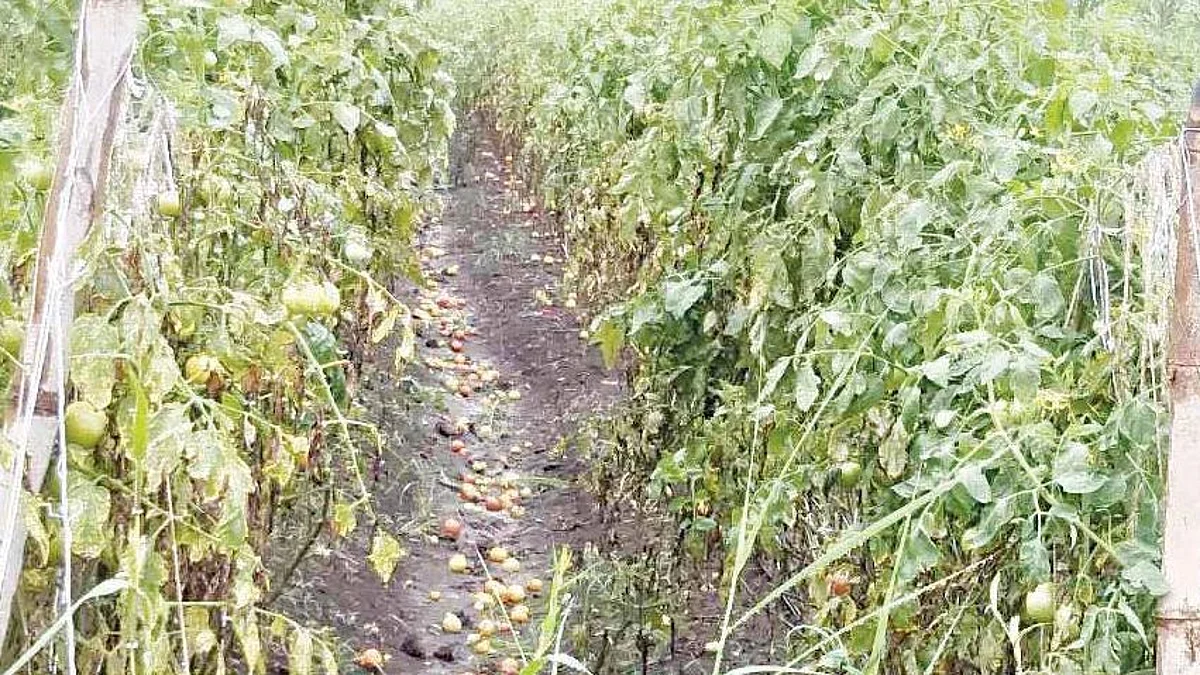 नुकसान भरपाईचा तालुकानिहाय आराखडा मंजूर