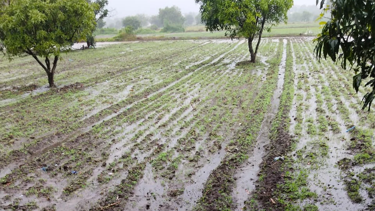 पारनेर तालुक्यात दमदार पाऊस