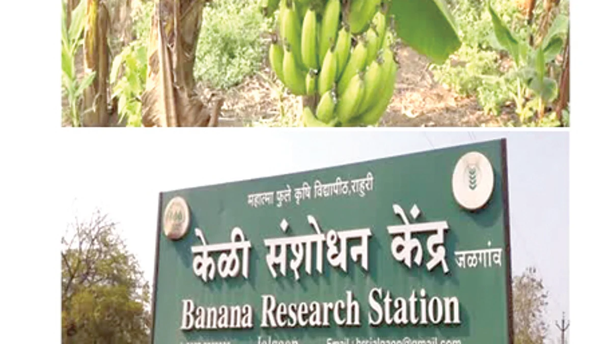 रोगराई मुक्त केळी उत्पादनासाठी केळी संशोधन केंद्रास बळकटी हवी