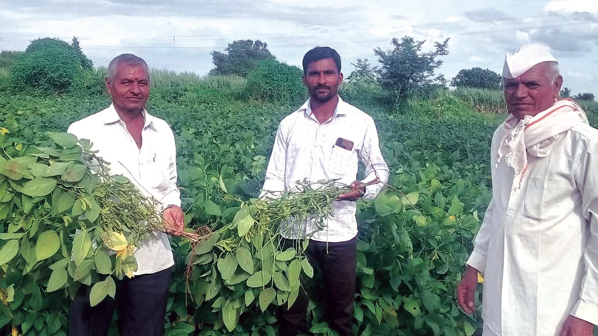 पाचेगावच्या एका शेतकर्याच्या सोयाबीनला अडीचशेपर्यंत शेंगा