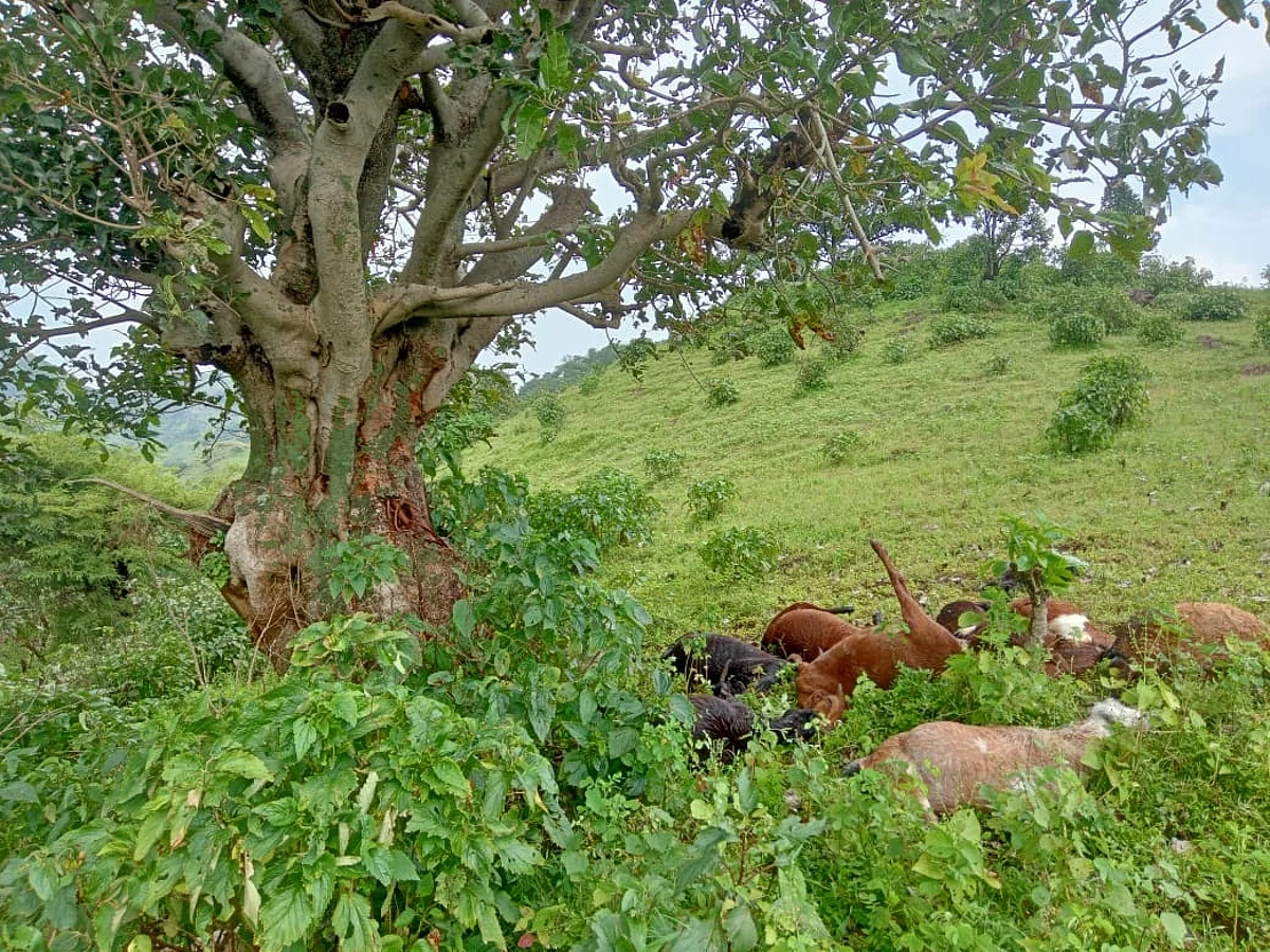 वीज पडून १६ बकर्यांचा मृत्यू ; दोघांचा वाचला जीव