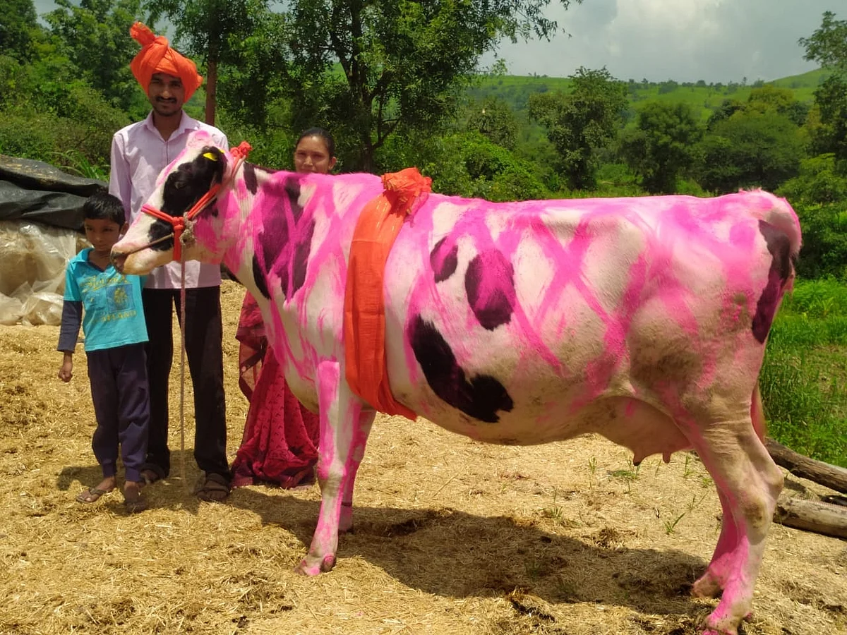 संकरित गायीची एक लाख 11 हजाराला विक्री