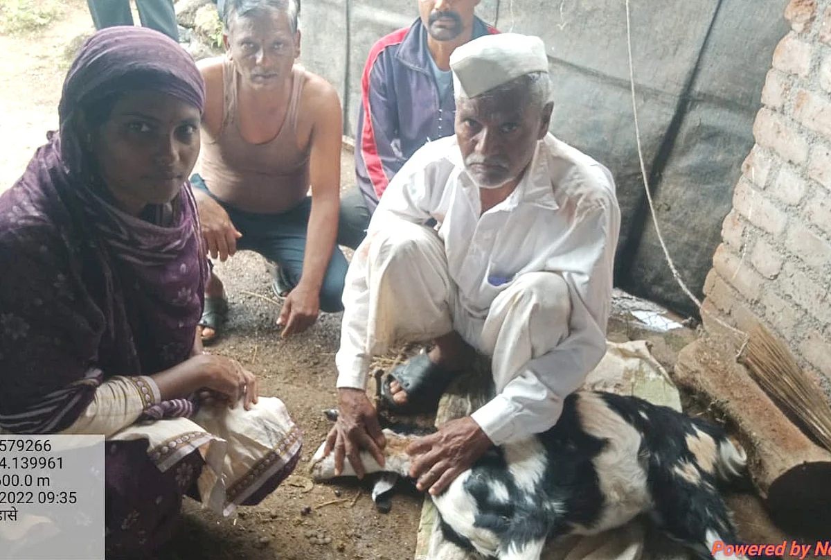राजापूरमध्ये बिबट्याच्या हल्ल्यात शेळी ठार