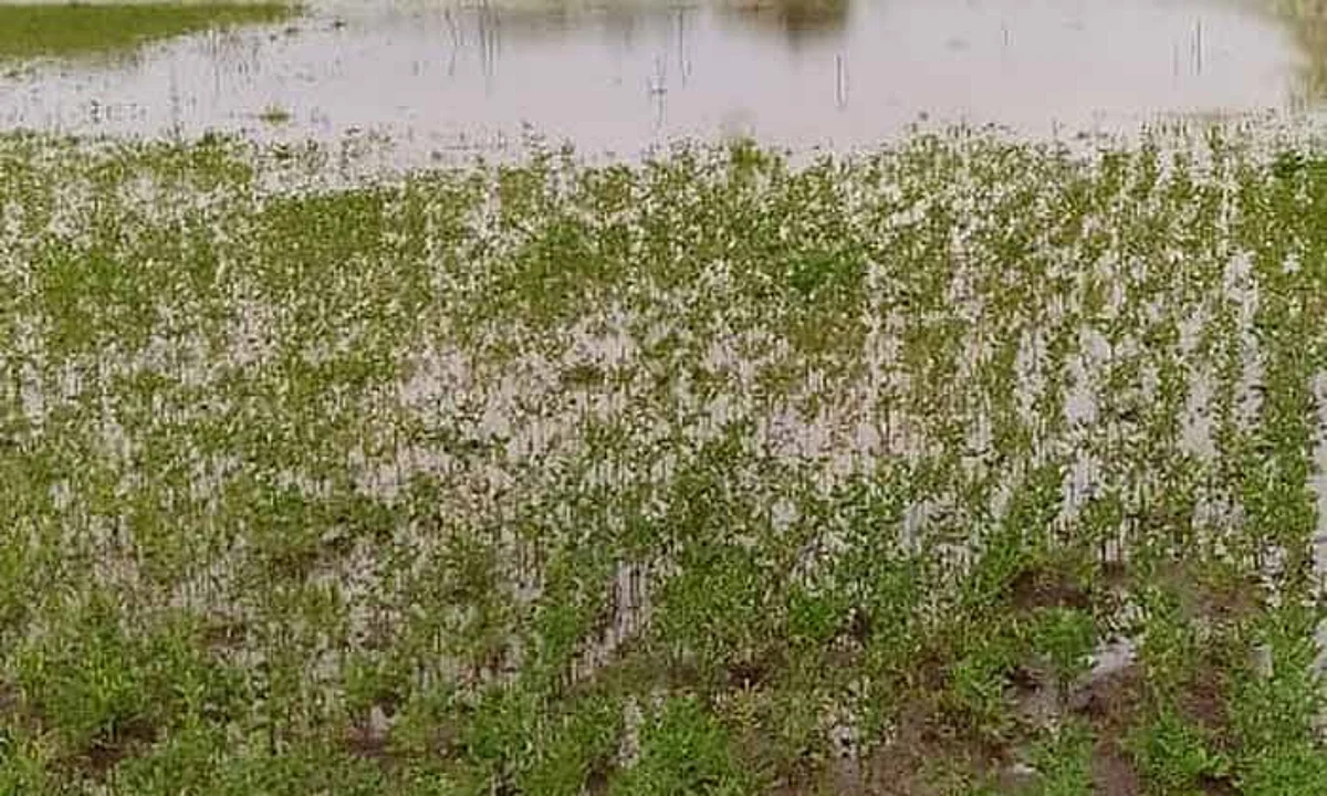 अतिवृष्टीमुळे पिकांचे नुकसान