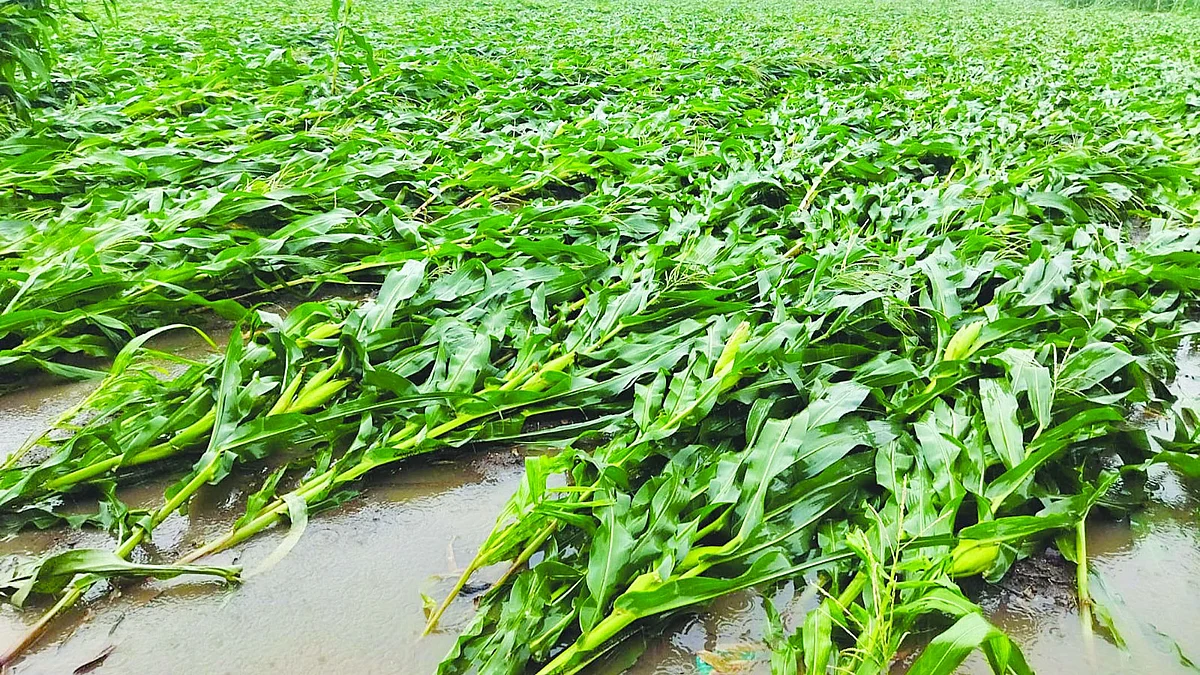 Crop damaged by heavy rains, compensation demanded