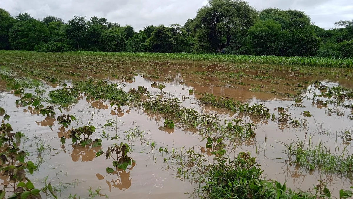 सततच्या पावसाने जेऊरकुंभारी परिसरातील पिकांची नासाडी