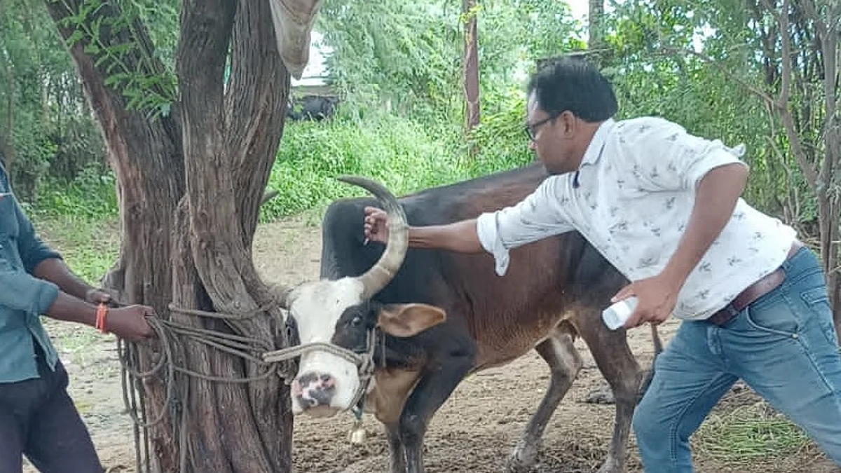 शेवगाव तालुक्याला लम्पी प्रतिबंधक लसीचे 41 हजार डोस उपलब्ध