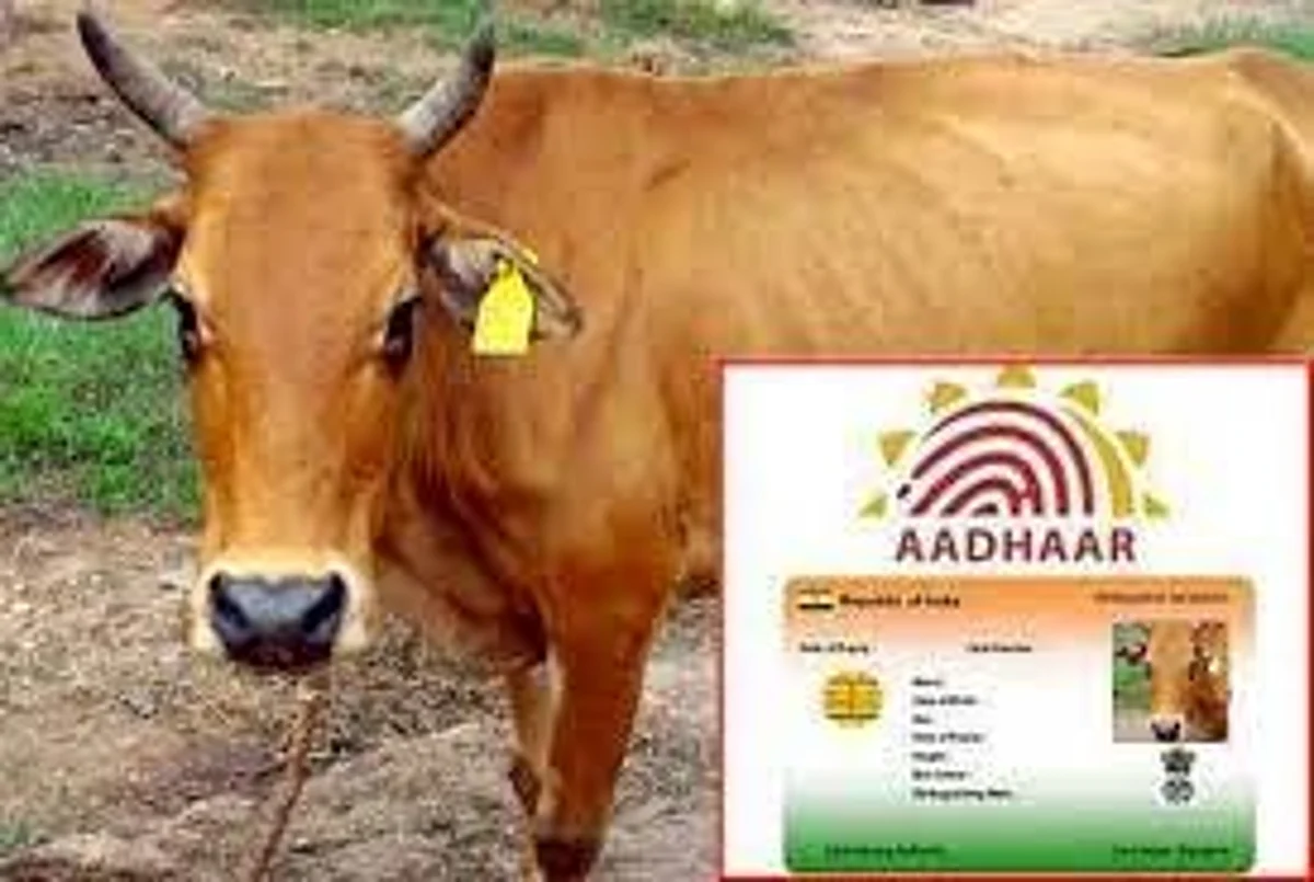 दखल: आता गाई-म्हशींनाही आधार कार्ड!