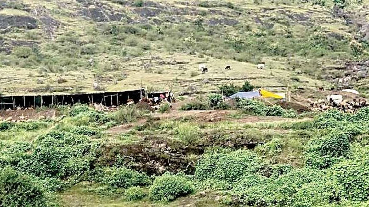 पावसाचा मुक्काम मेंढ्यांच्या मुळावर