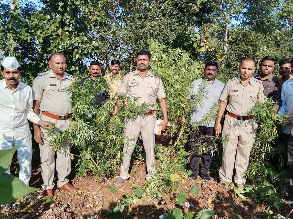 कपाशीच्या आड पिकविला गांजा