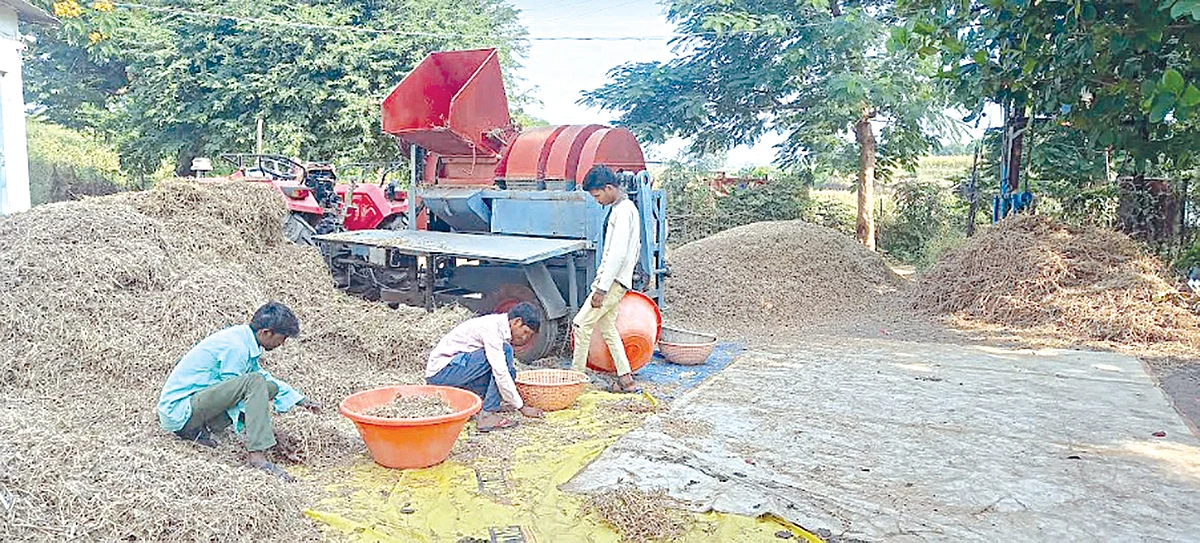 चिनोदासह परिसरात सोयाबीन काढणीस सुरुवात : एकरी उत्पादनात घट