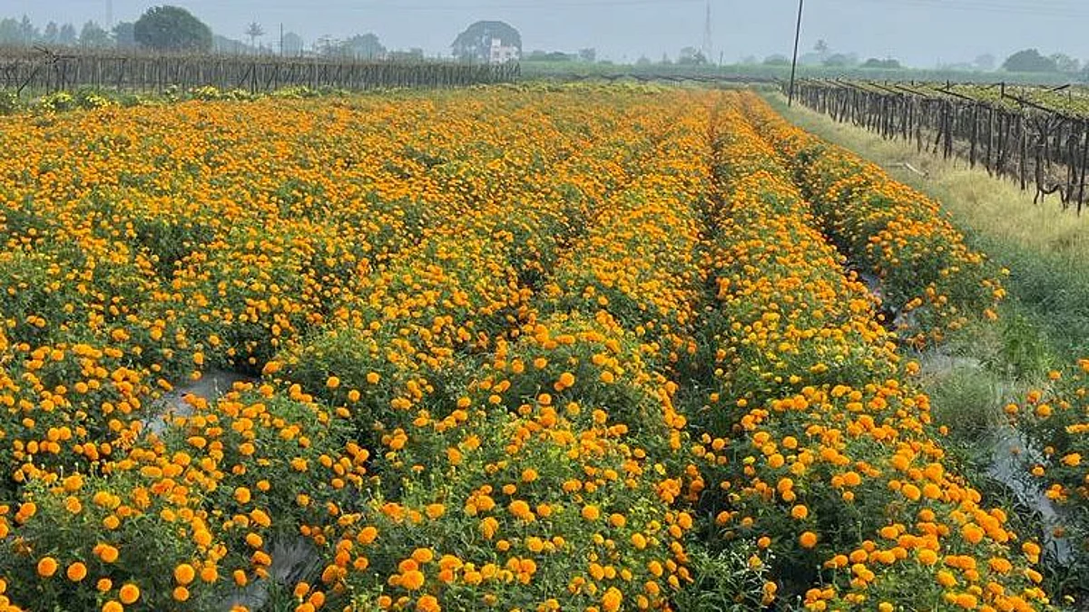 शेतकऱ्याच्या शेतातून फुलांची चोरी