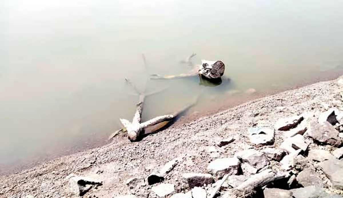 शिवनई पाझर तलावाला गळती