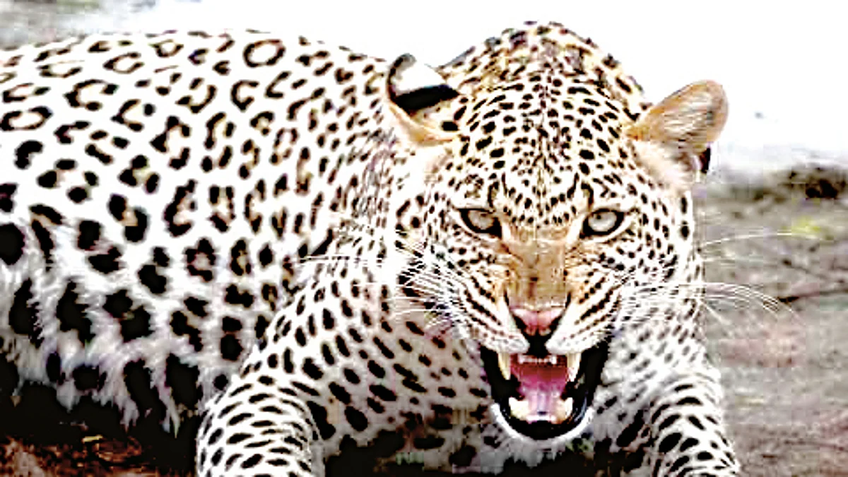 Leopard kills goats, hens in cattle shed