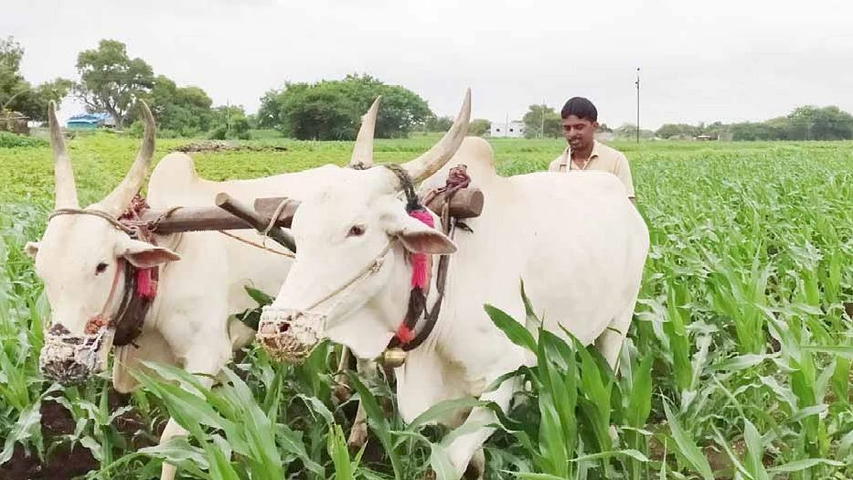 बळीराजाला दिवाळीची दुसरी भेट