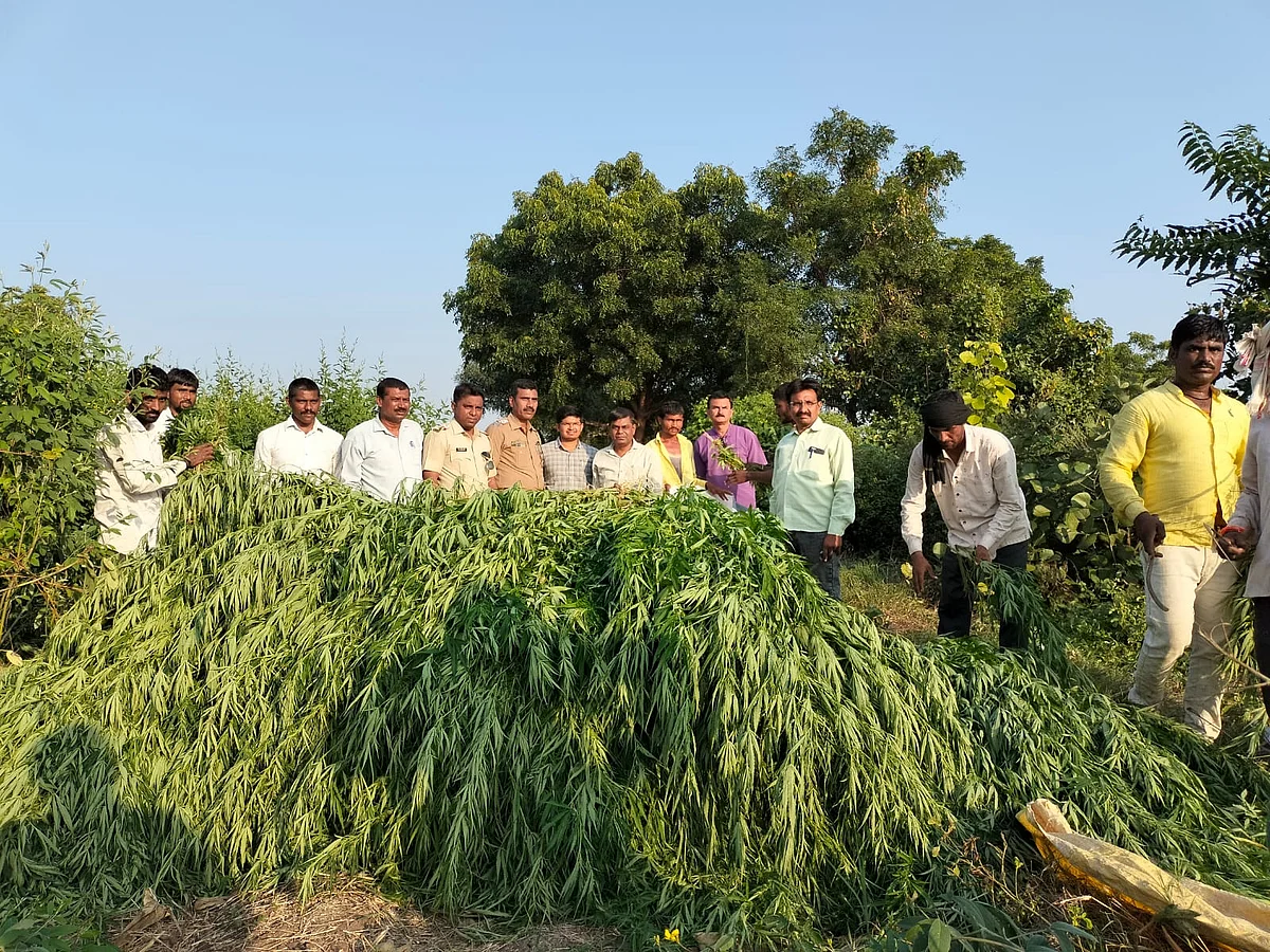 खडके सिम येथील शेतातून जप्त केलेली गांजाची रोपे.