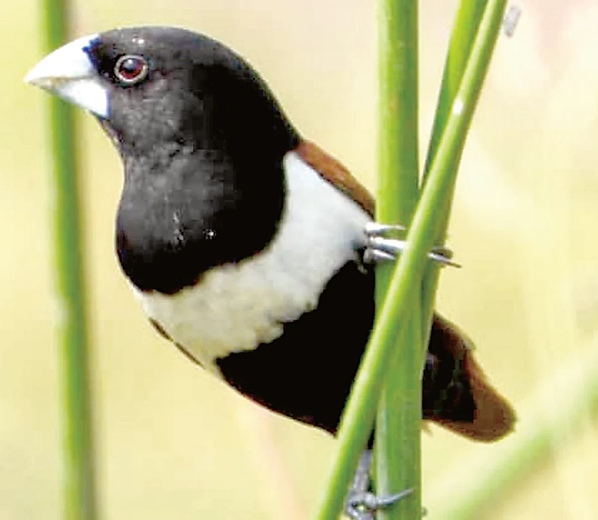 Chirping grows louder in bird sanctuary