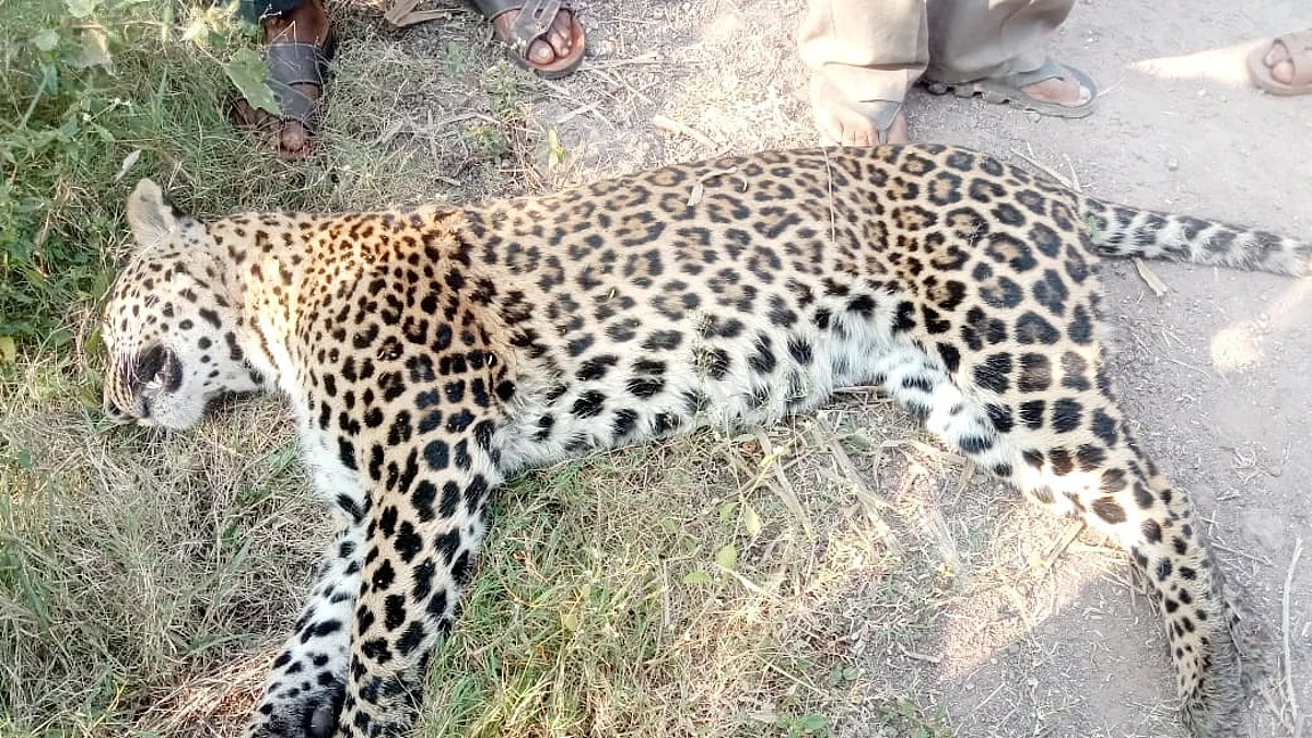 आश्वी खुर्द येथे मृत बिबट्या आढळला