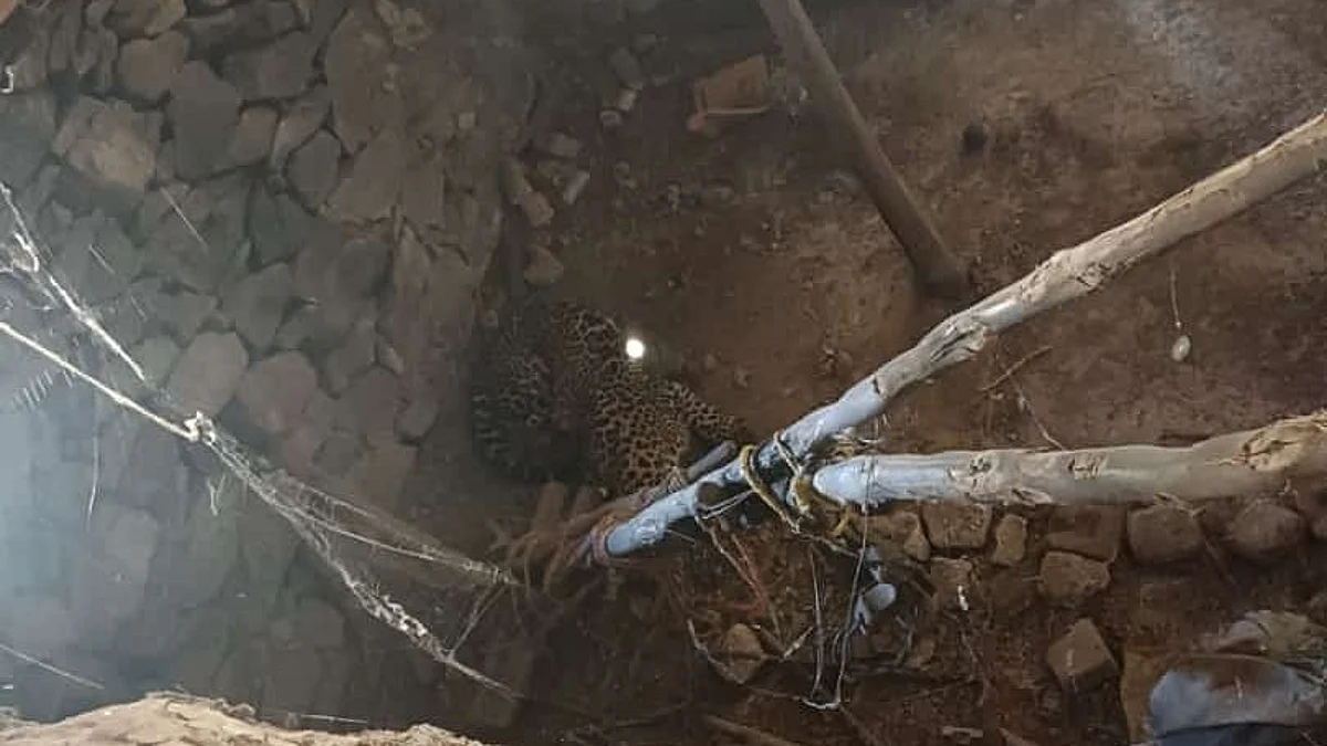 ...अन् जेव्हा बिबट्या शेडमध्ये घुसला