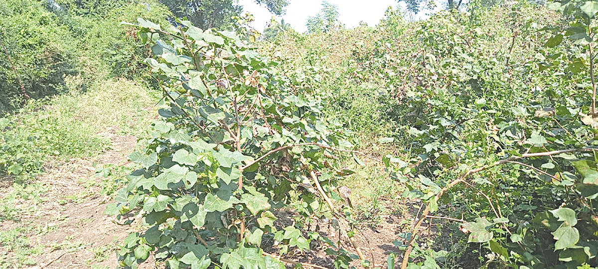 चिनोदा परिसरात कापूस उत्पादनात घट : एकरी फक्त सहा ते सात क्विंटल उत्पादन