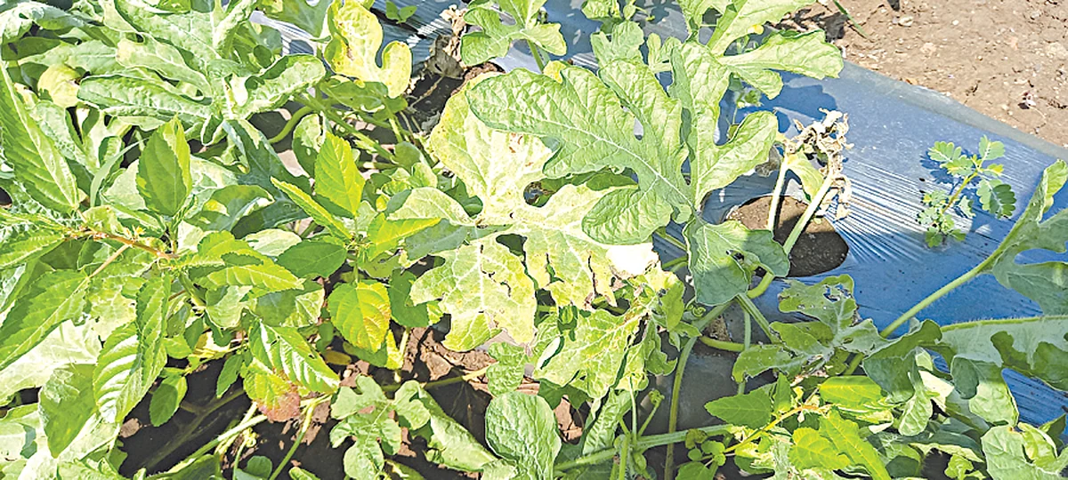 चिनोदा परिसरात टरबूज पिकावर रोगाचा प्रादुर्भाव : शेतकर्यांकडून फवारणी