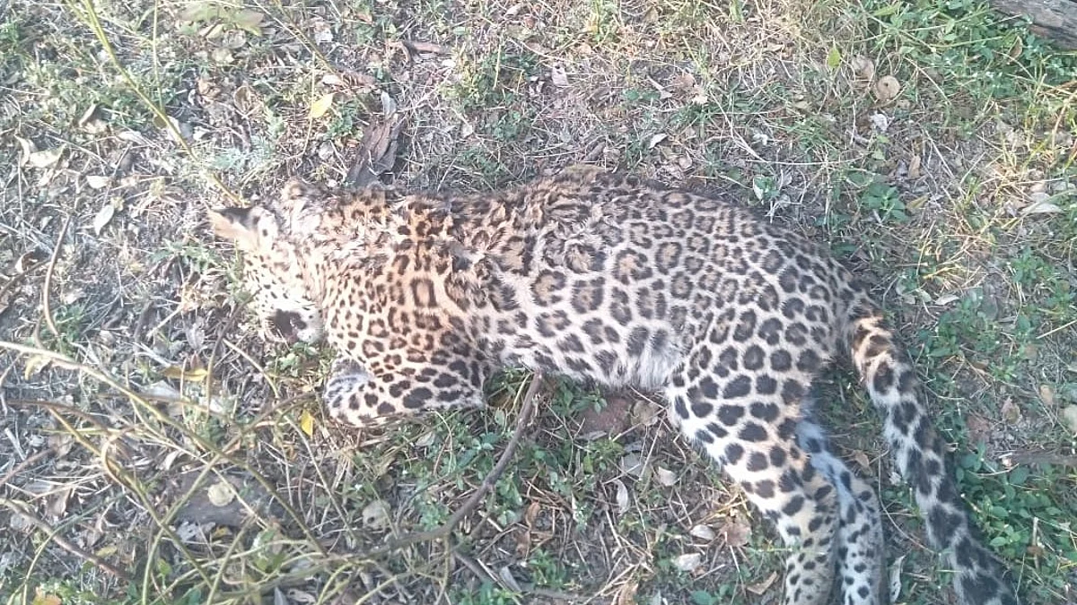 शेतात आढळला मृत अवस्थेत बिबट्या
