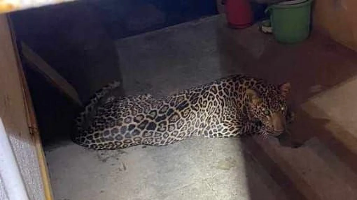 द्वारका परिसरात बिबट्याचा थरार; दोन तासांच्या अथक प्रयत्नाअंती जाळ्यात