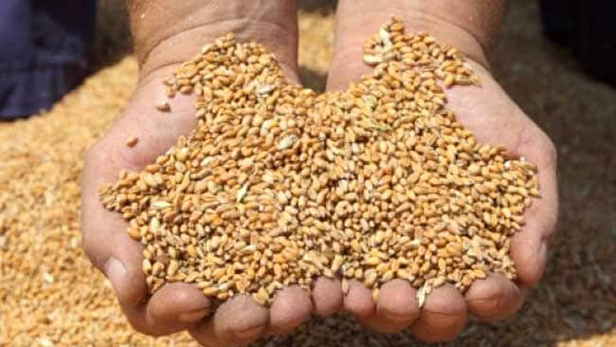 सुरेशनगरच्या रेशनधान्य दुकान साठा पडताळणीत आढळली मोठी तफावत
